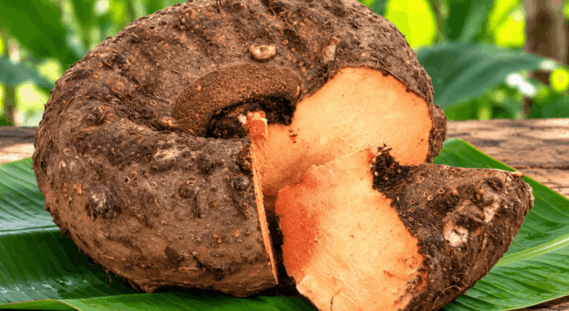 chena-elephant-foot-yam.jpg