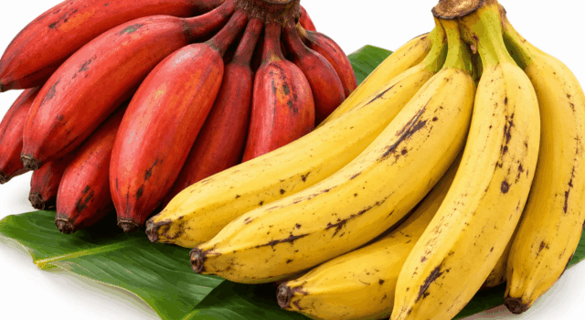 redbanana & plantain