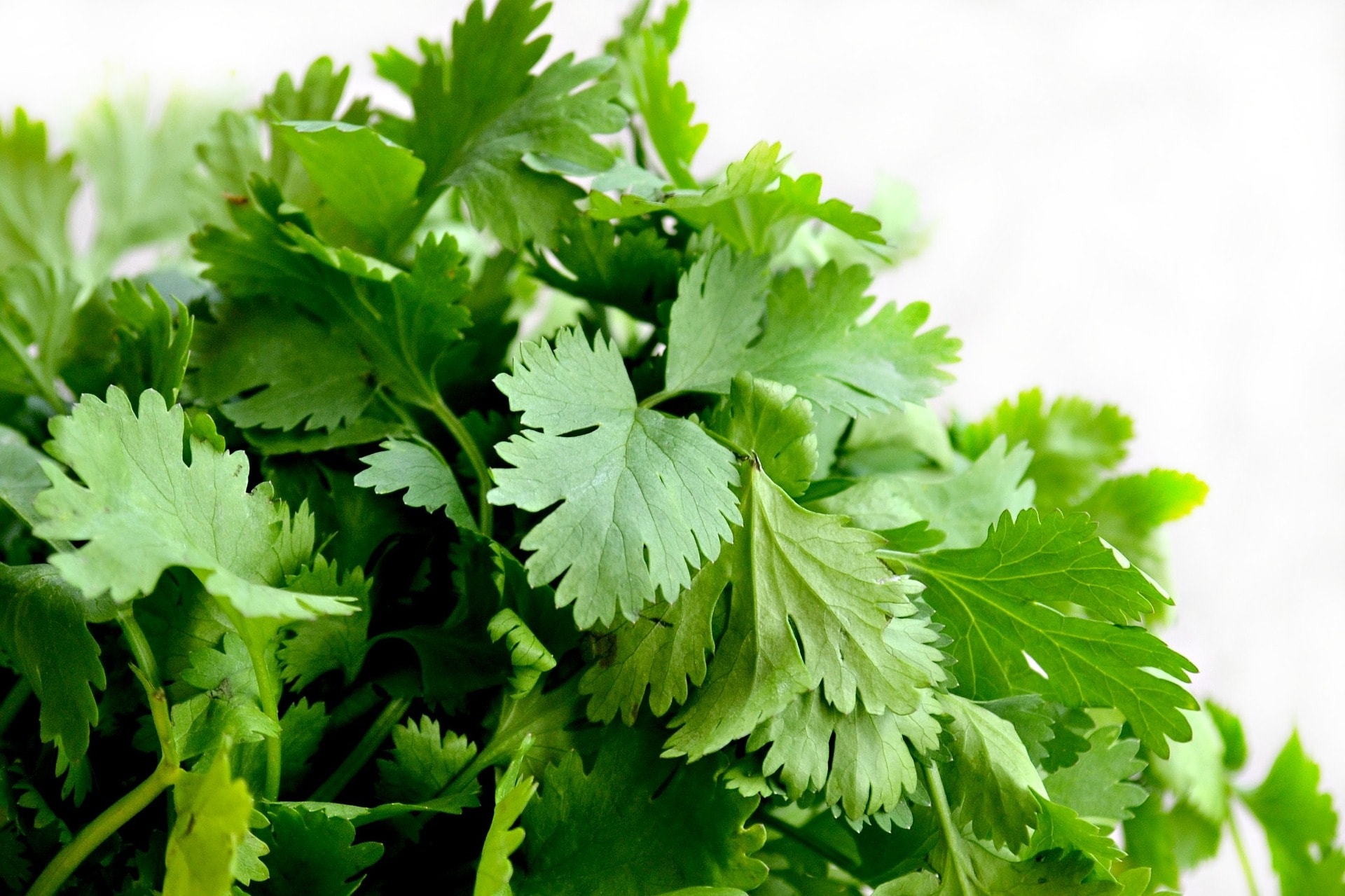 Coriander and its usage in Indian cuisine