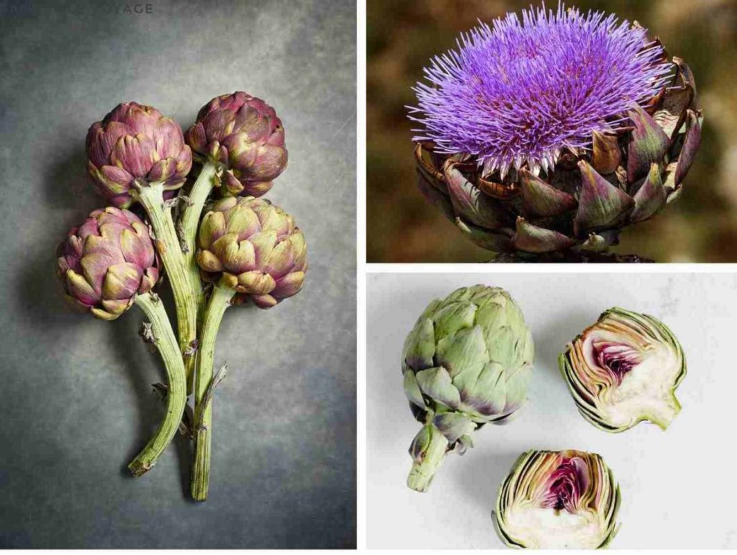 Artichoke cooking Use benefits