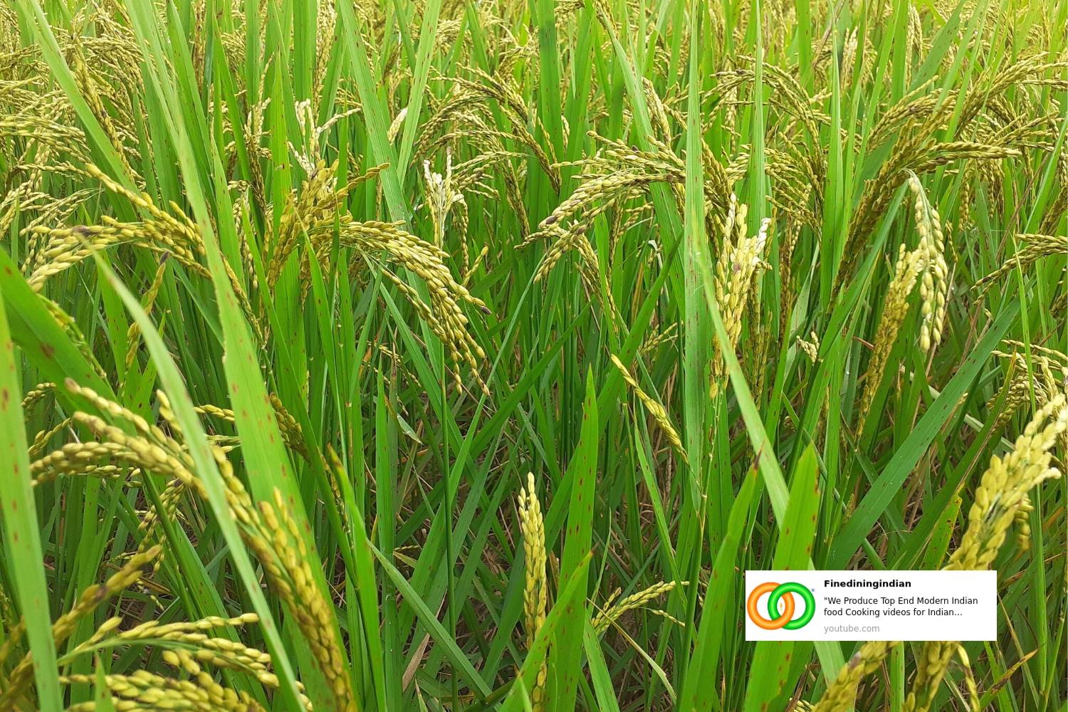 Assamese Magic rice which doesnt need cooking best Indian rice