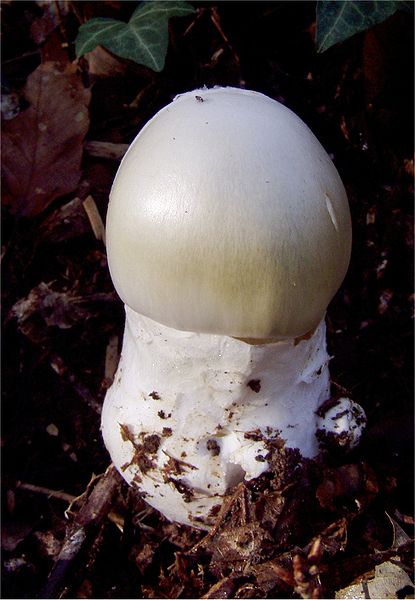 finediningindian.com Amanita phalloïdes.jpg