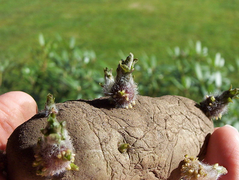 finediningindian.com :Potato EarlyRose sprouts.jpg