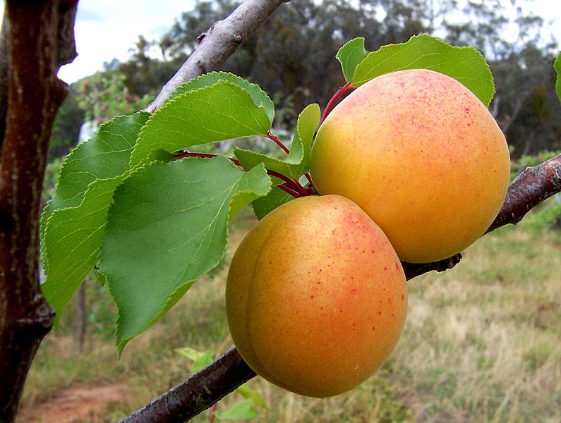 finediningindian.com Apricots.jpg