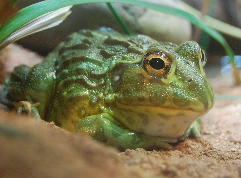 finediningindian.com Pyxicephalus adspersus, Boston Aquarium.jpg